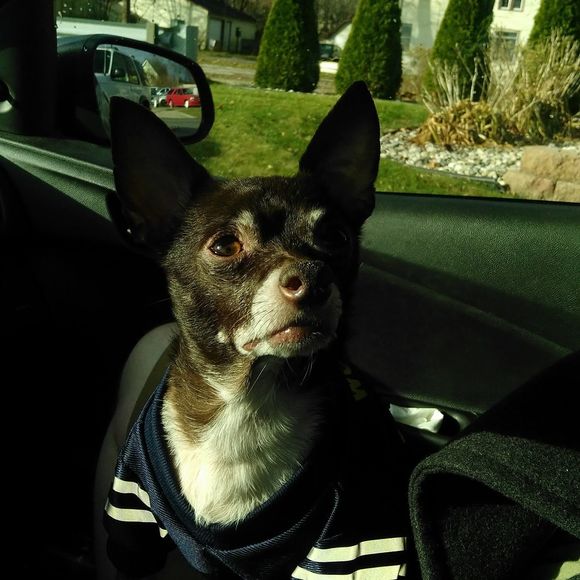 Meet your Posher, Larry - Picture 1 of 1